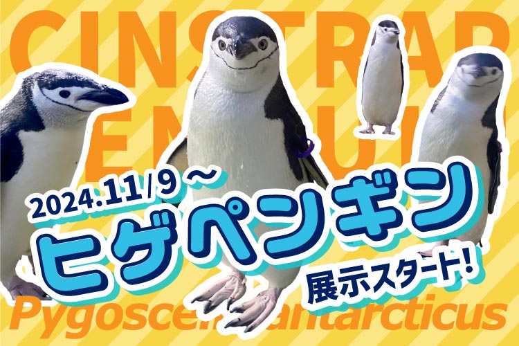 【ヒゲペンギン 展示スタート】